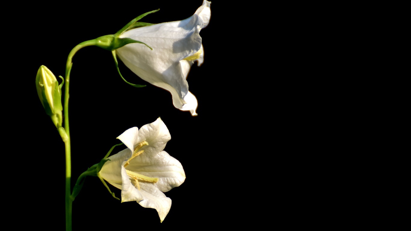 Белые цветы колокольчика на черном фоне