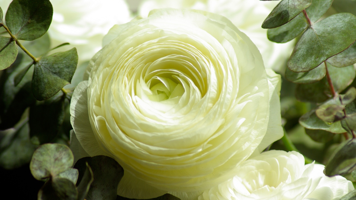 Белые цветы лютика крупным планом