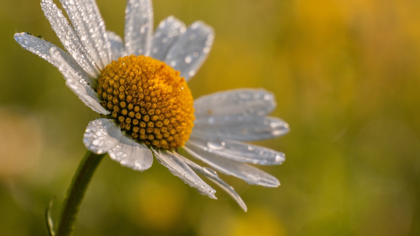 Лепестки белой ромашки в каплях росы