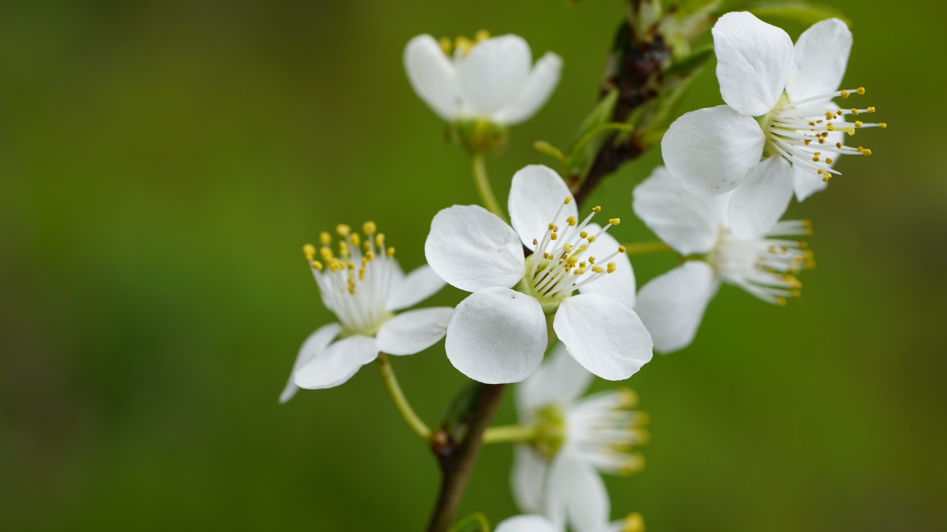 Белые цветы вишни на ветке на зеленом фоне