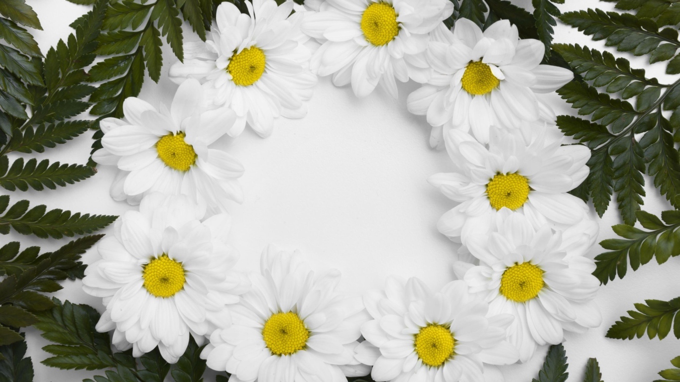 Белые цветы хризантемы с зелеными листьями на белом фоне 