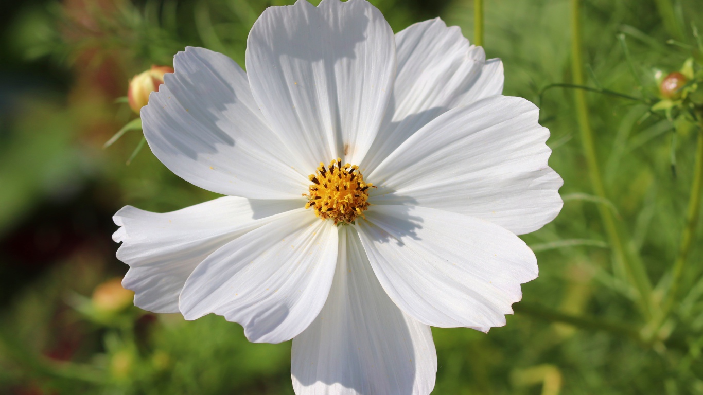 Белый цветок космея крупным планом