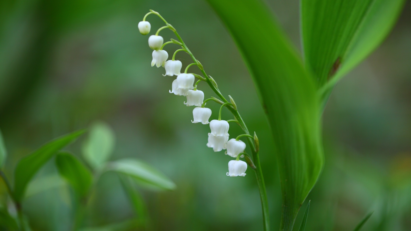 Белый цветок ландыша на зеленом фоне