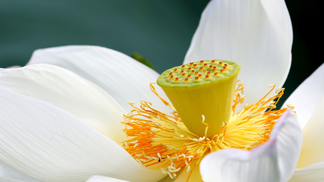 Белый цветок лотоса с крупной серединой 