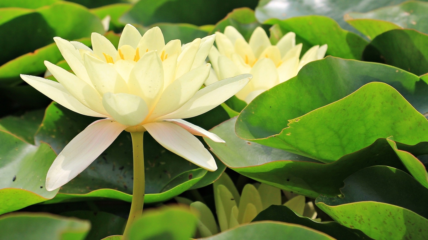 Белые цветы водяной лилии в зеленых листьях