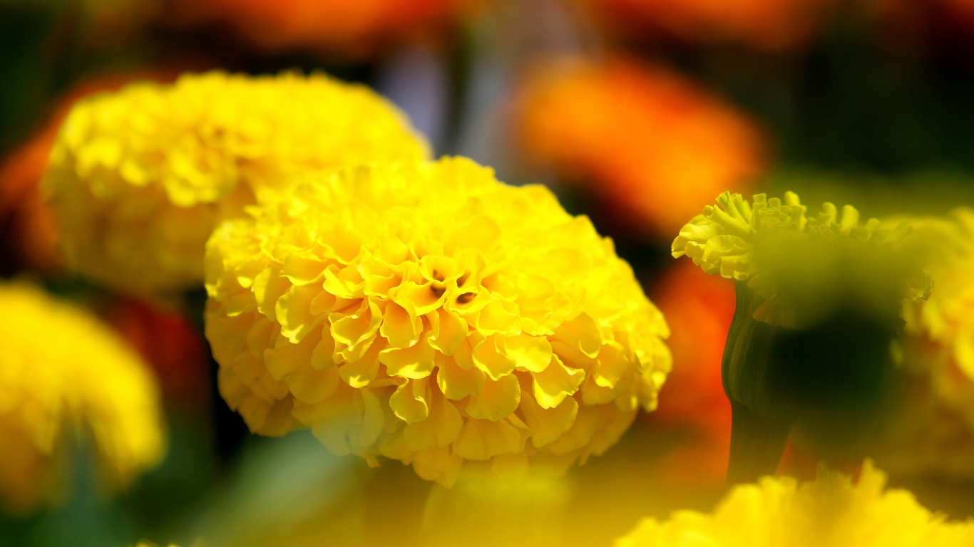 Желтые красивые бархатцы