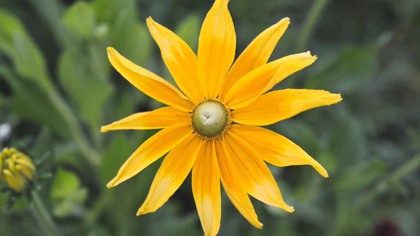 Желтый красивый цветок рудбекия  крупным планом 