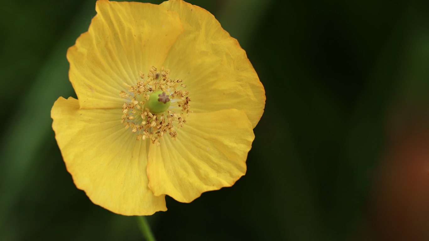 Желтый полевой мак крупным планом 