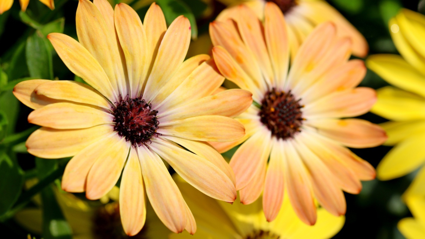 Желтые цветы  Остеоспермум крупным планом 