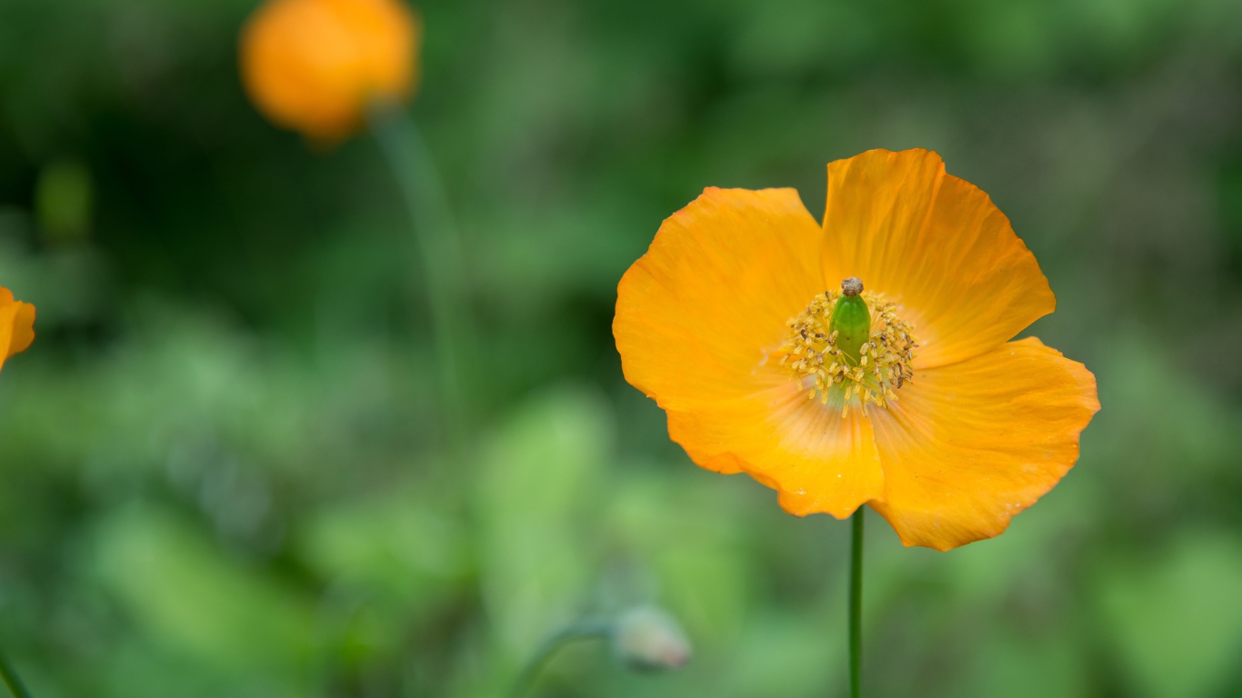 Желтые цветы эшшольция крупным планом