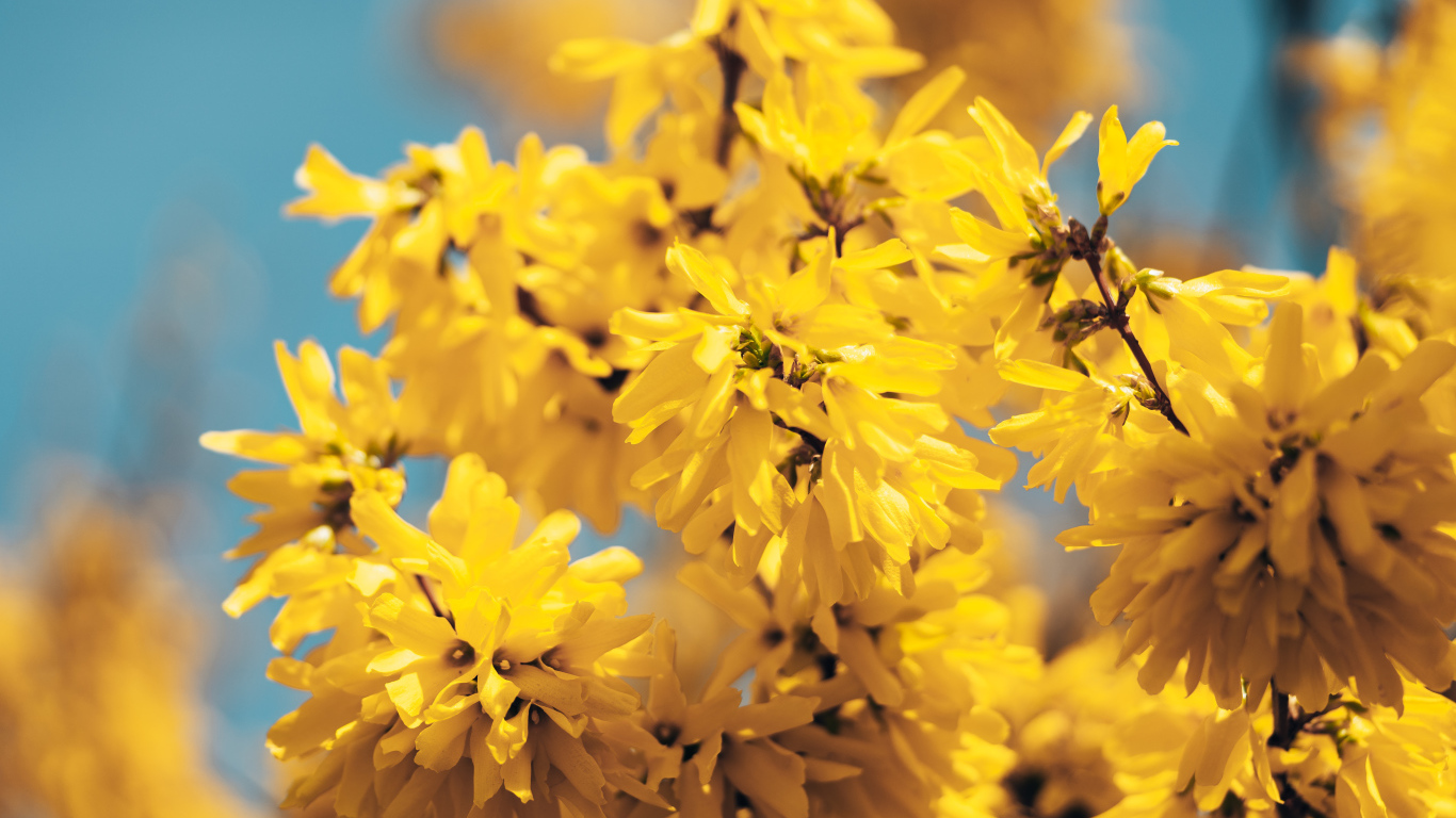 Желтые цветы Форзиция крупным планом 