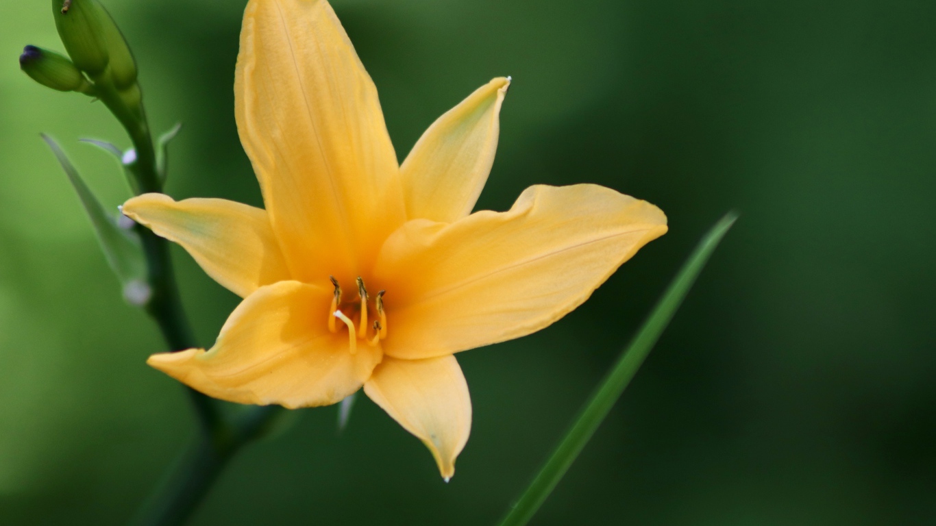 Желтая лилия с бутонами на клумбе крупным планом