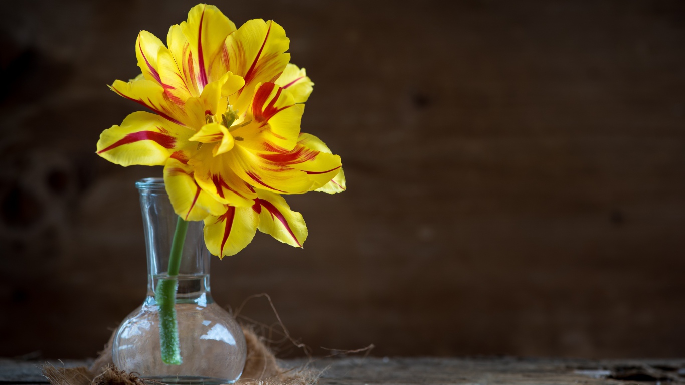 Желтый пышный цветок тюльпана в стеклянной вазе