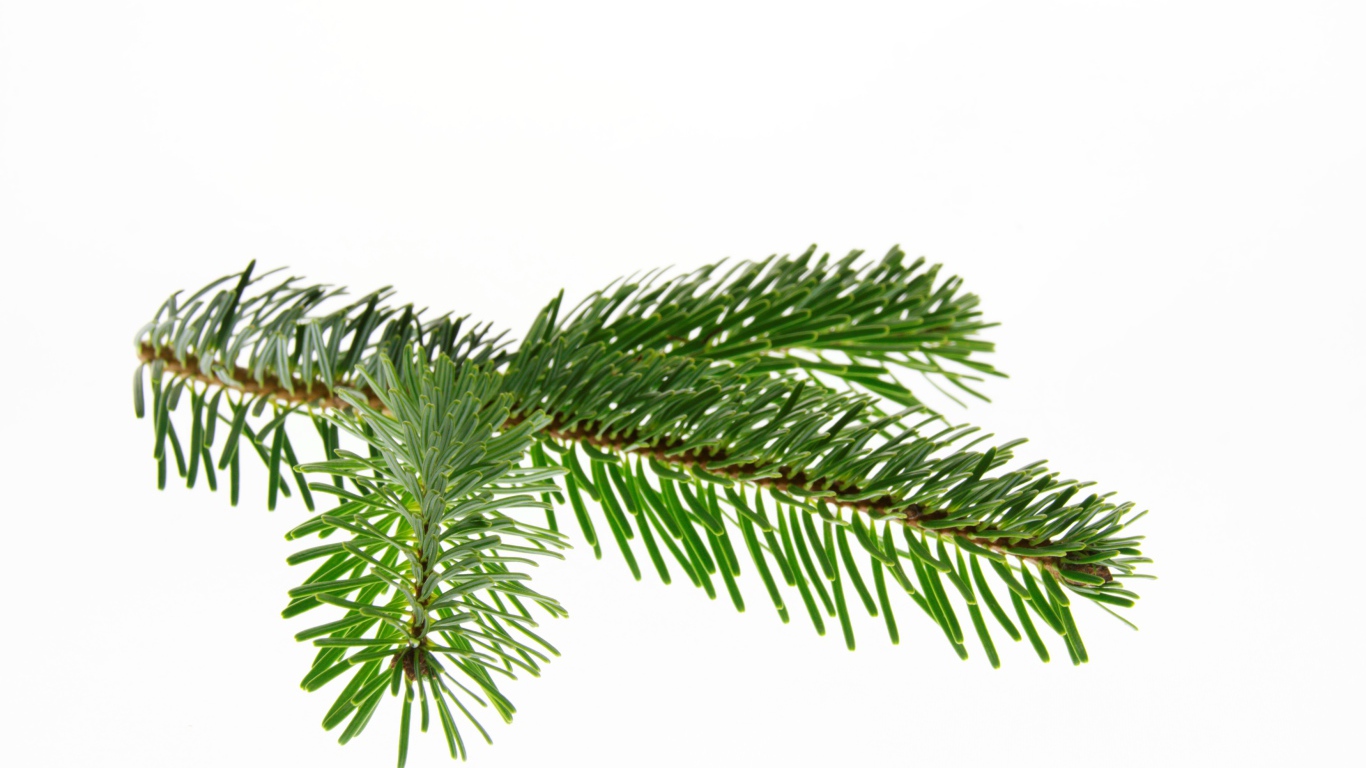 Зеленая ветка ели на белом фоне 