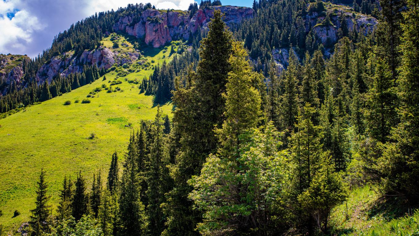 Густой лес на склонах горы в лучах солнца