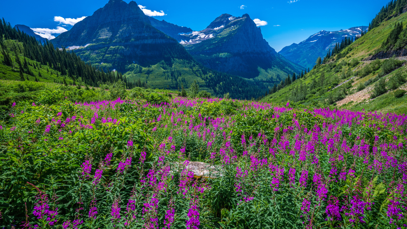 Розовые цветы у подножия горы на фоне голубого неба