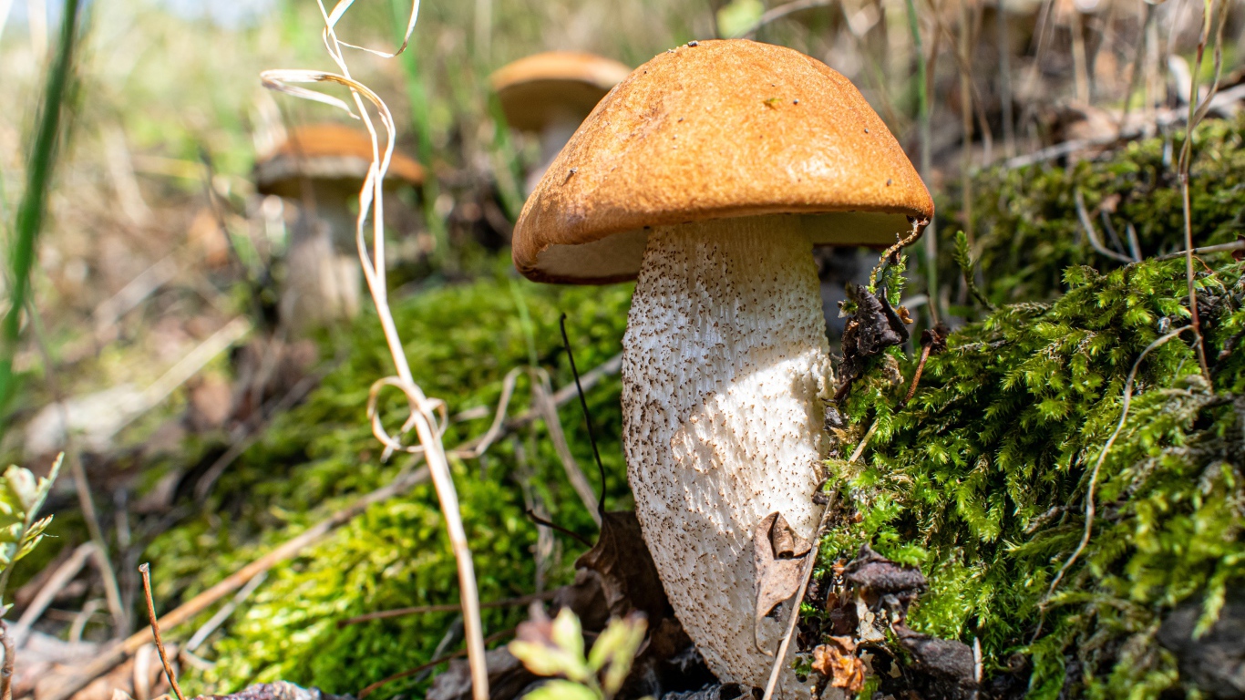 Большой белый гриб  растет на покрытой мхом земле