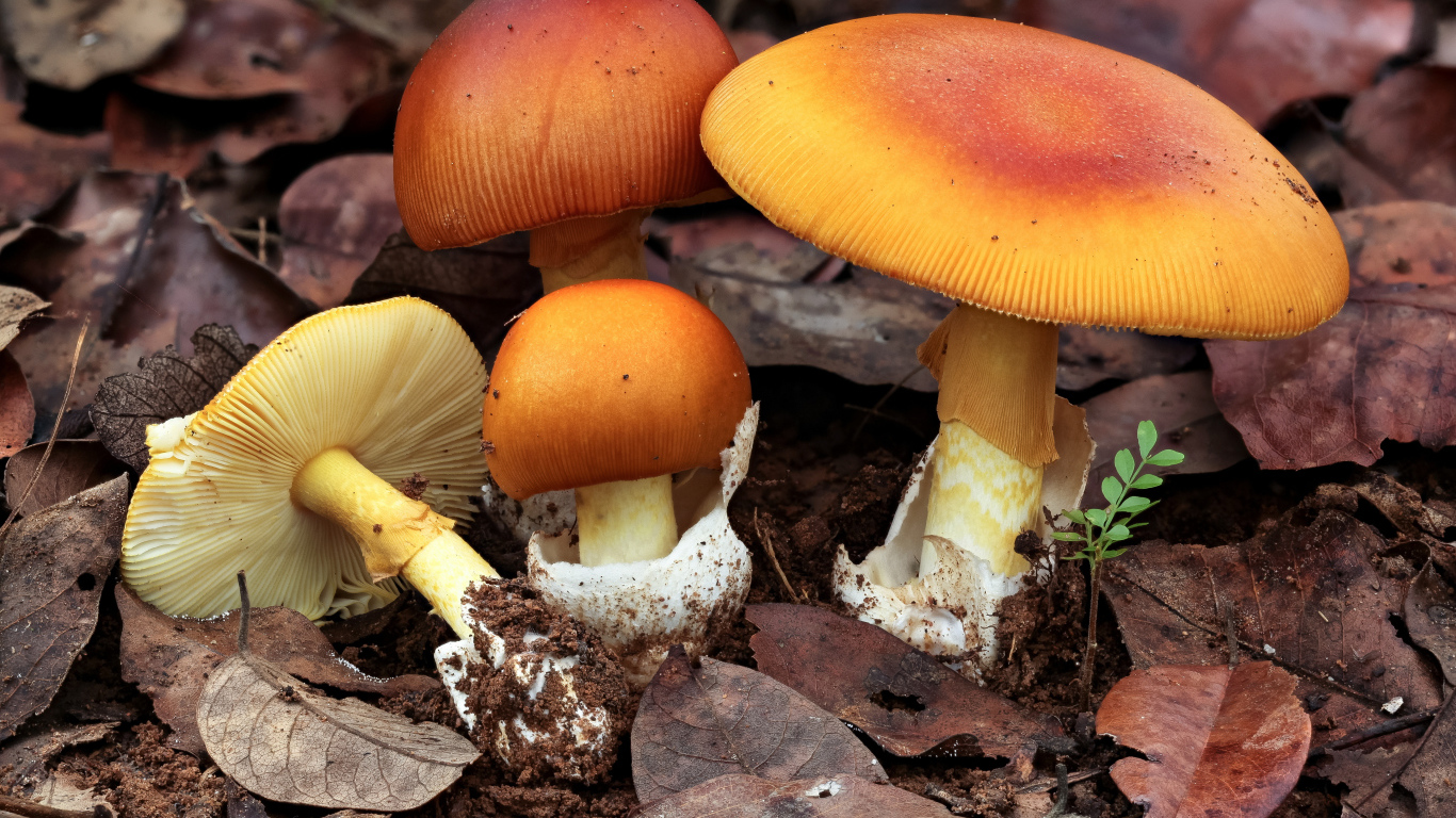 Autumn mushrooms grow in fallen leaves