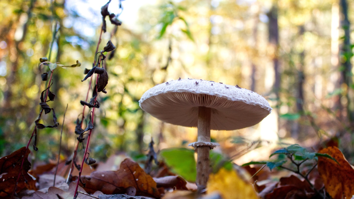 Красивый белый гриб в лесу с сухими листьями