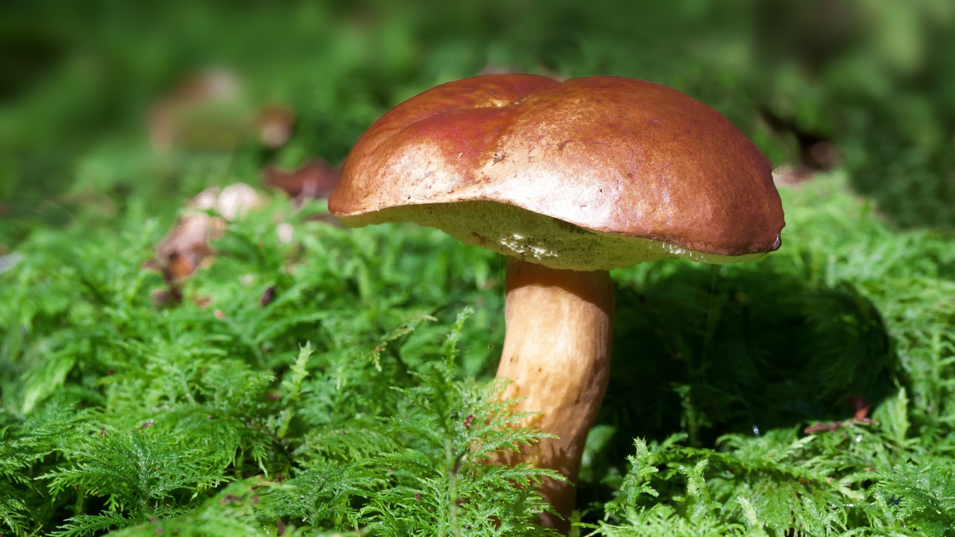 Большой польский гриб на покрытой мхом земле