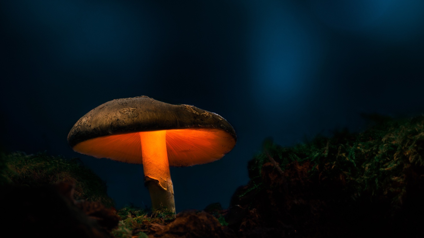 Большой лесной гриб с подсветкой в лесу 