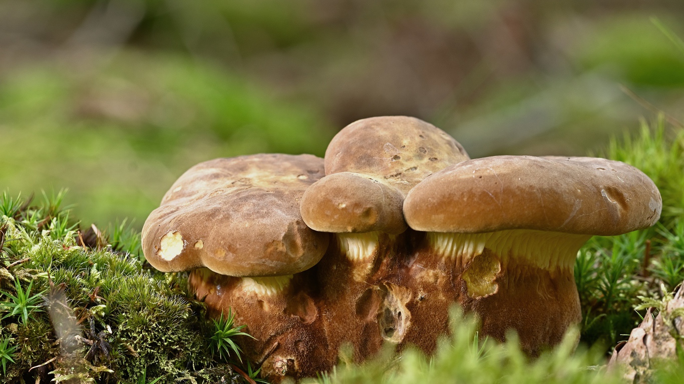 Большие белые грибы на земле покрытой мхом 