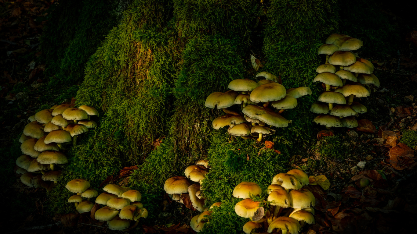 Много грибов на покрытом мхом дереве