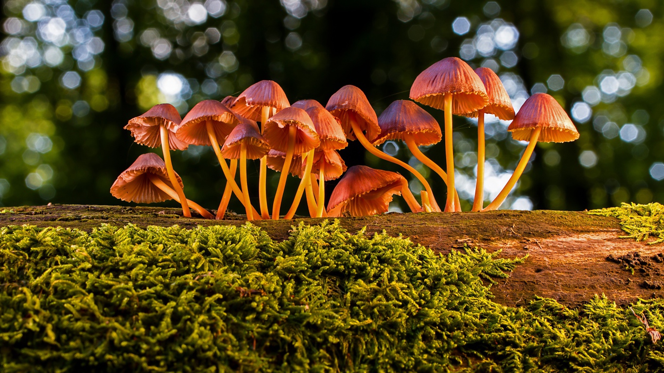 Маленькие грибы поганки на покрытом мхом дереве