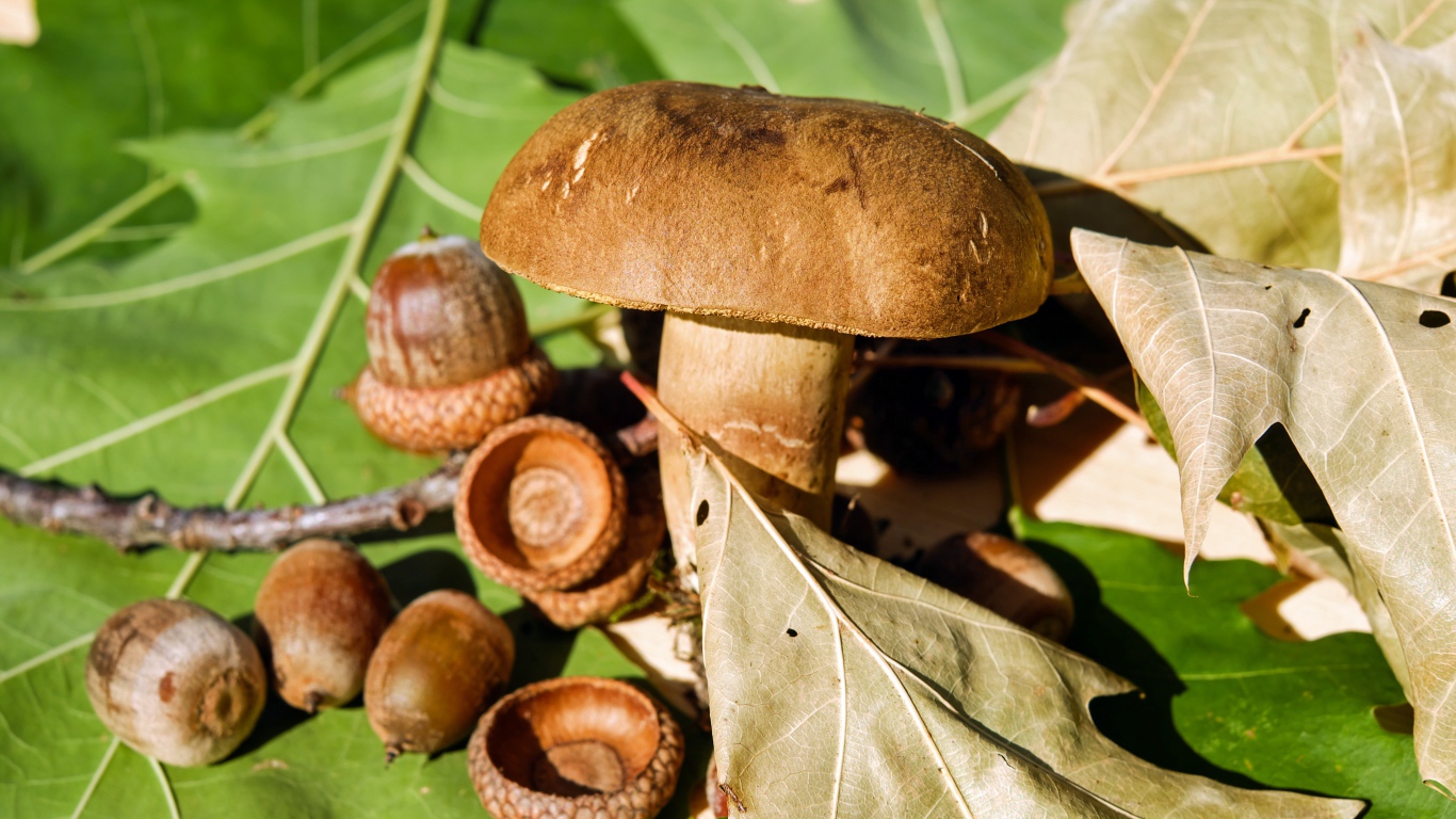 Белый гриб с желудями на листьях 