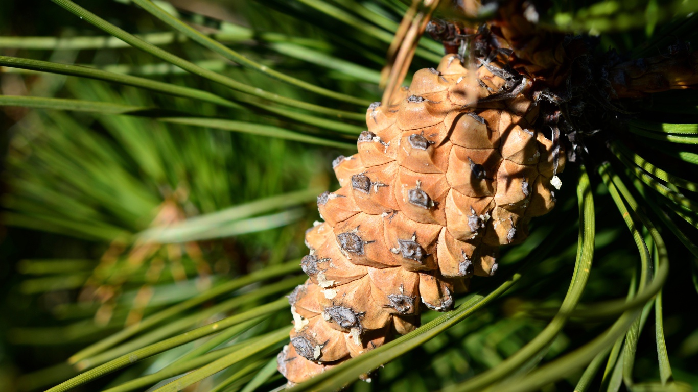 Большая коричневая шишка на сосне 