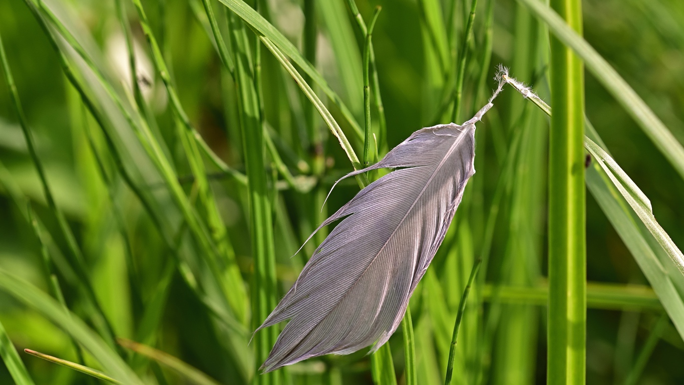 Серое перо лежит на зеленой траве 