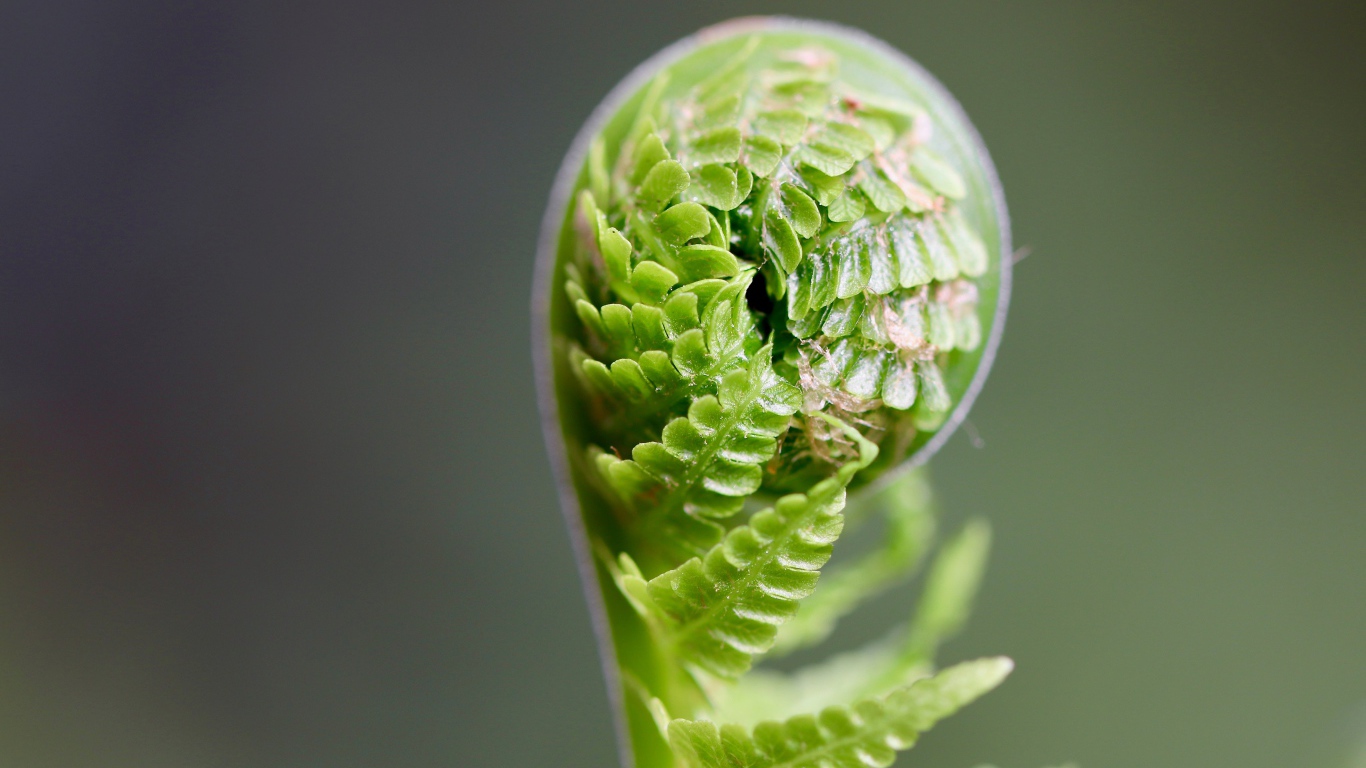 Зеленый лист папоротника раскрывается