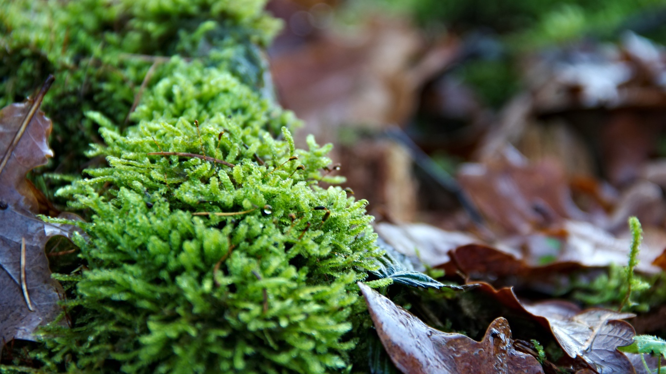 Зеленый мох  на покрытой листьями земле 