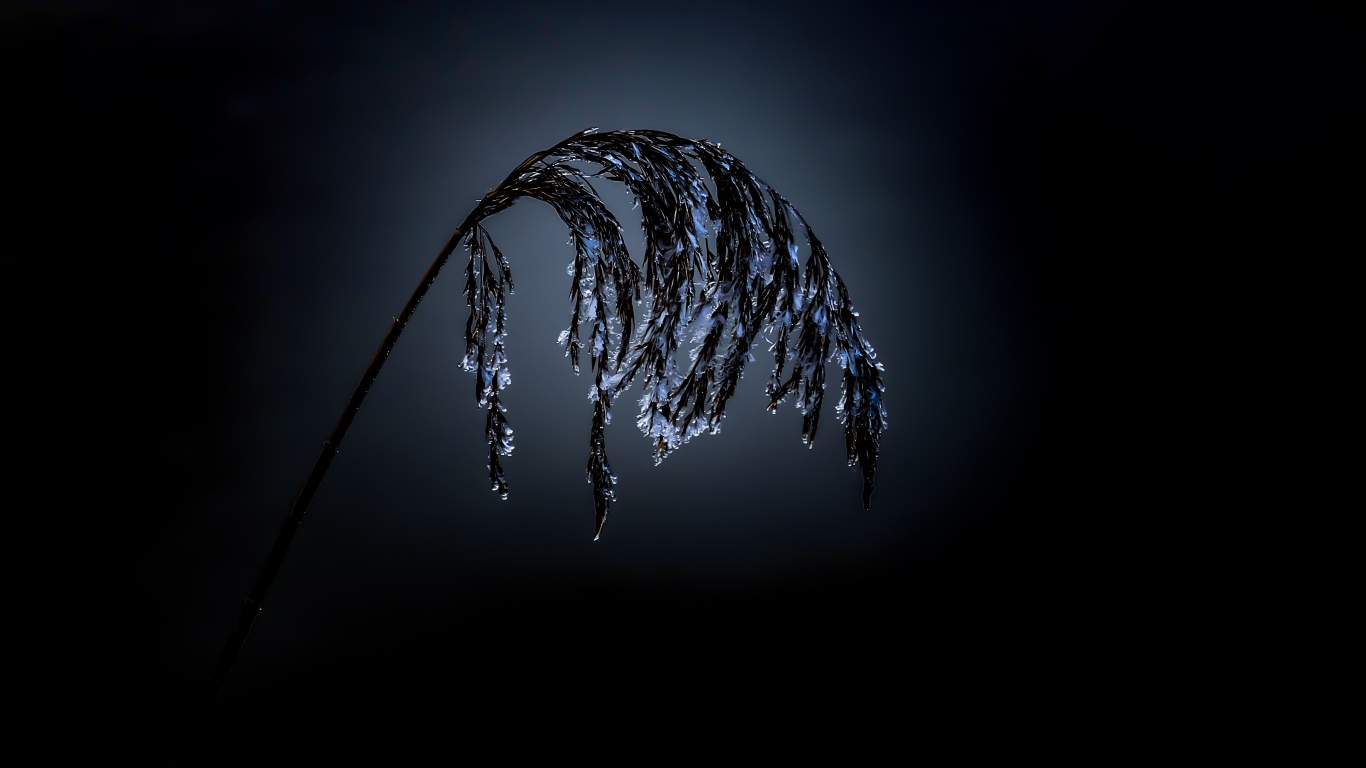 Колосок в инее на черном фоне 