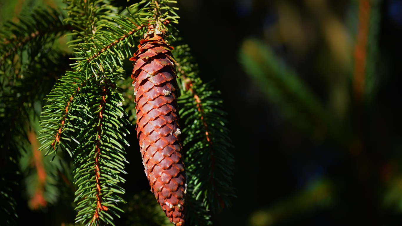 Еловая шишка на ветке с зелеными иголками
