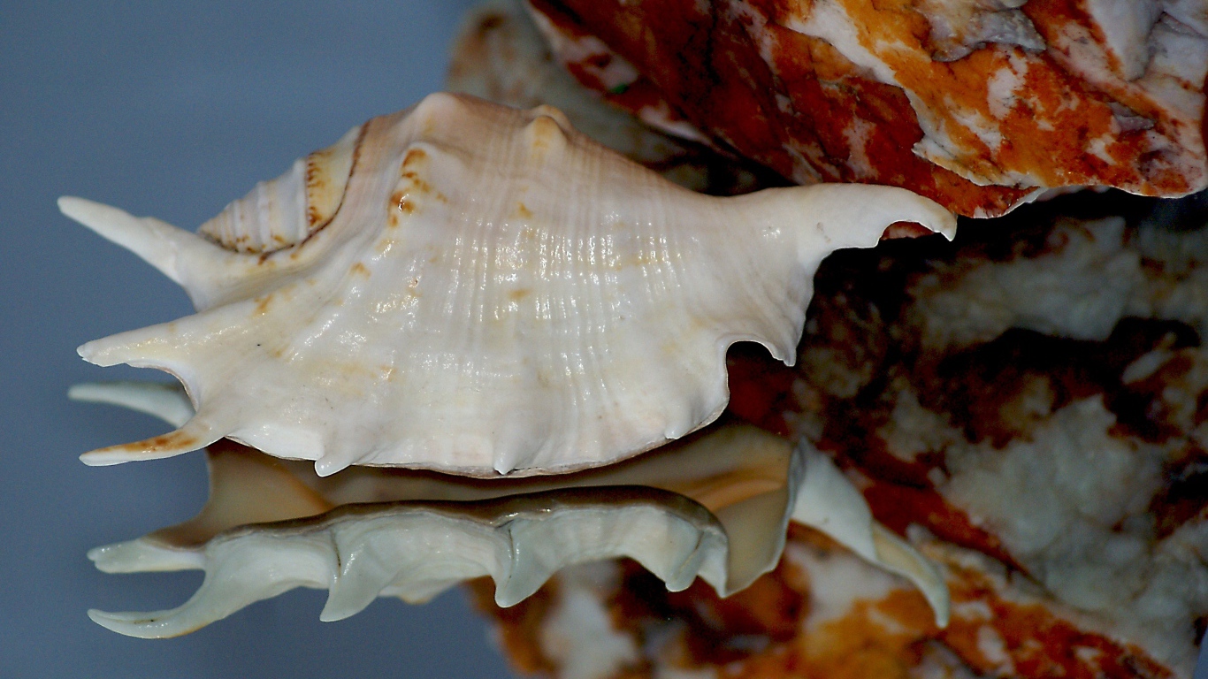 Белая ракушка отражается в зеркальной поверхности 