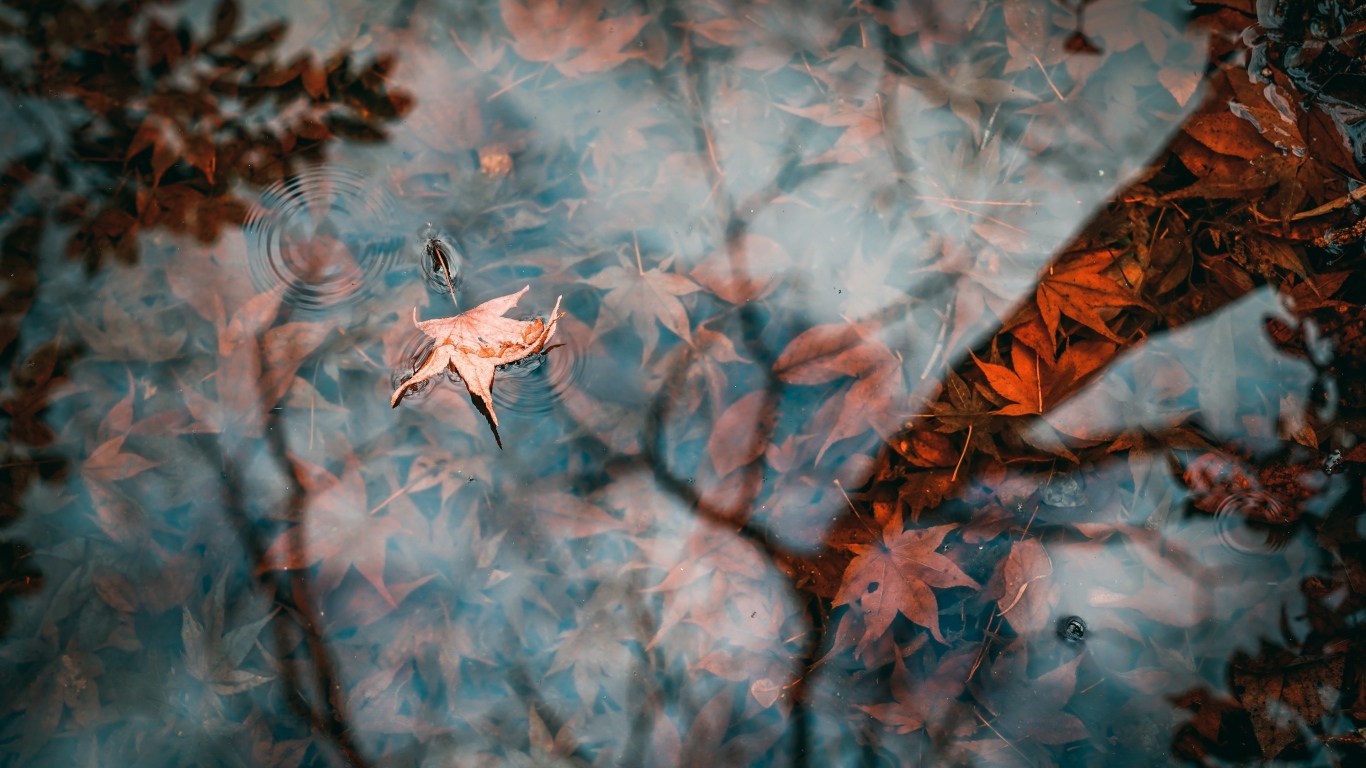 Осенние опавшие листья в холодной луже 