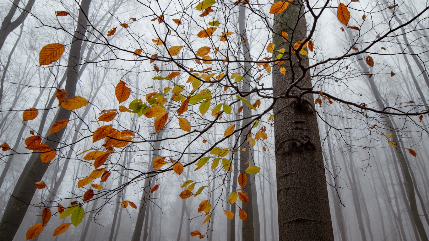 Листья опадают с дерева в лесу осенью 