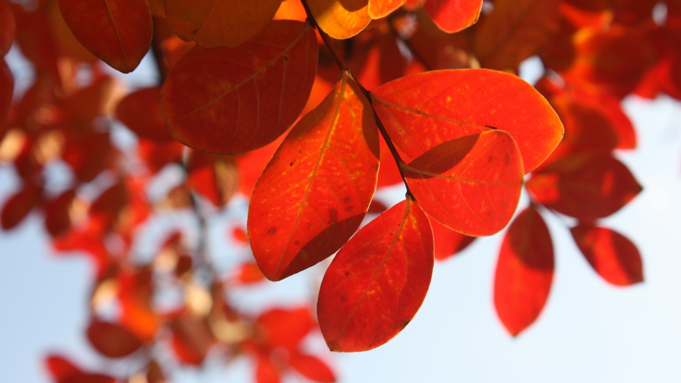 Оранжевые листья на ветке дерева осенью 