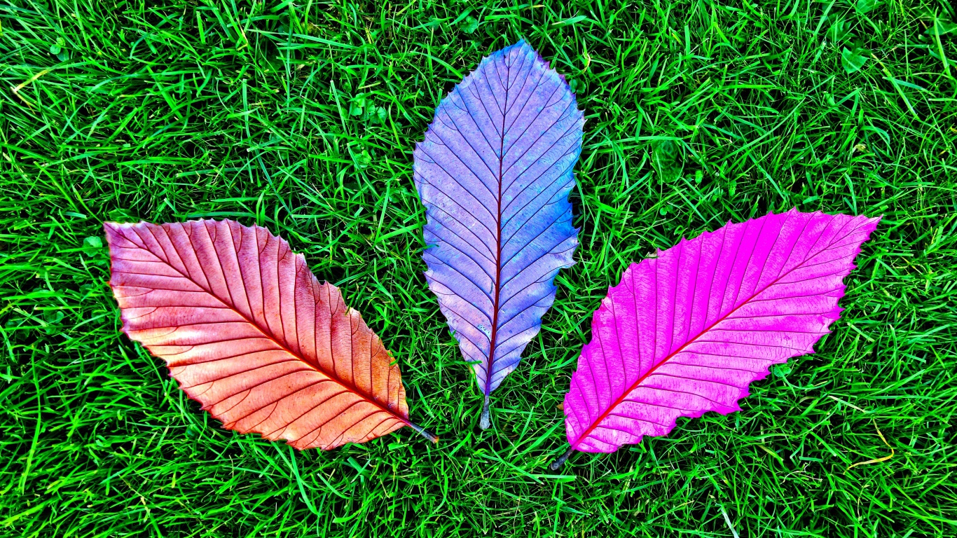 Три разноцветных опавших листа на зеленой траве