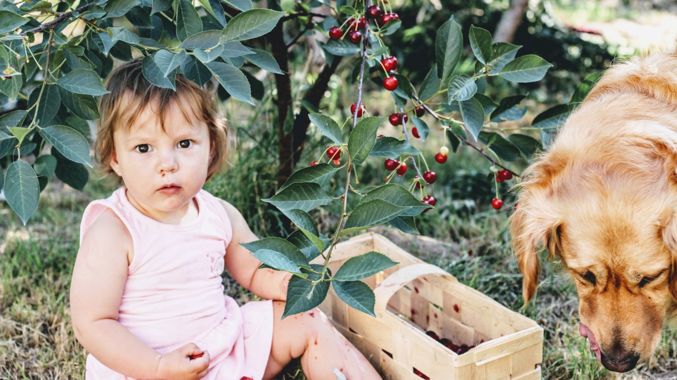 Маленькая девочка сидит под деревом вишни с собакой 