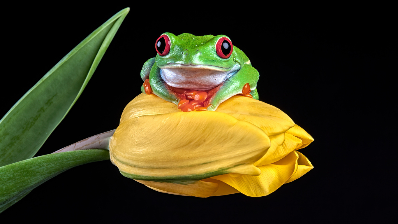 A green frog sits on a yellow tulip