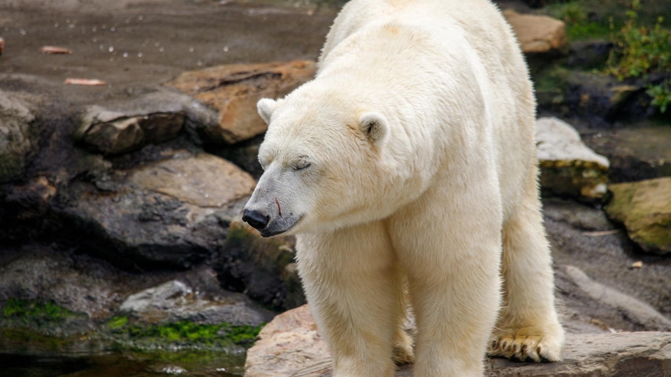 Большой белый медведь стоит у воды в зоопарке