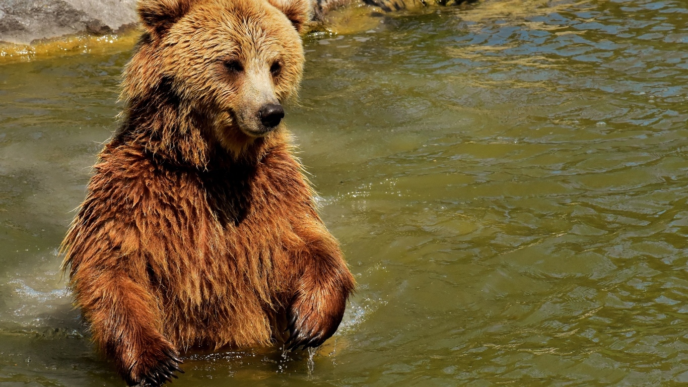 Большой бурый медведь в воде