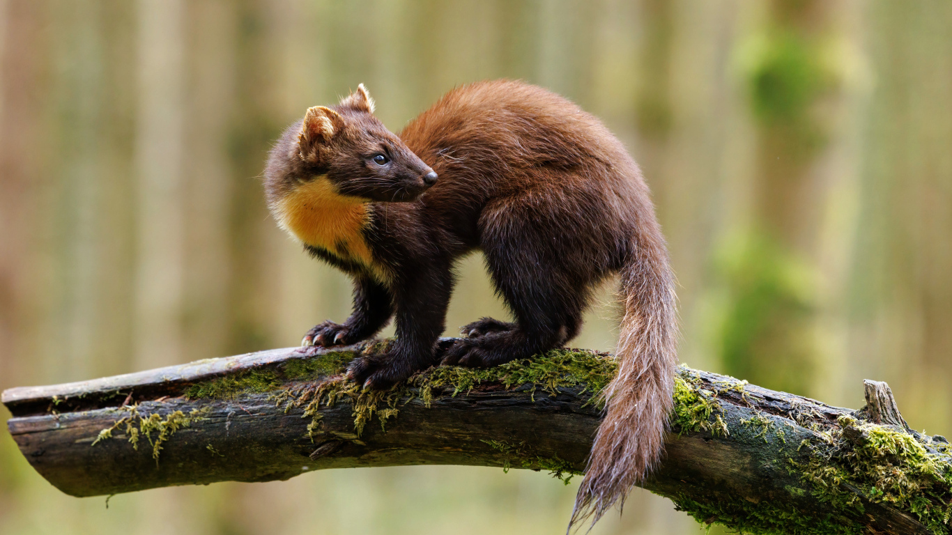 Красивая куница сидит на ветке