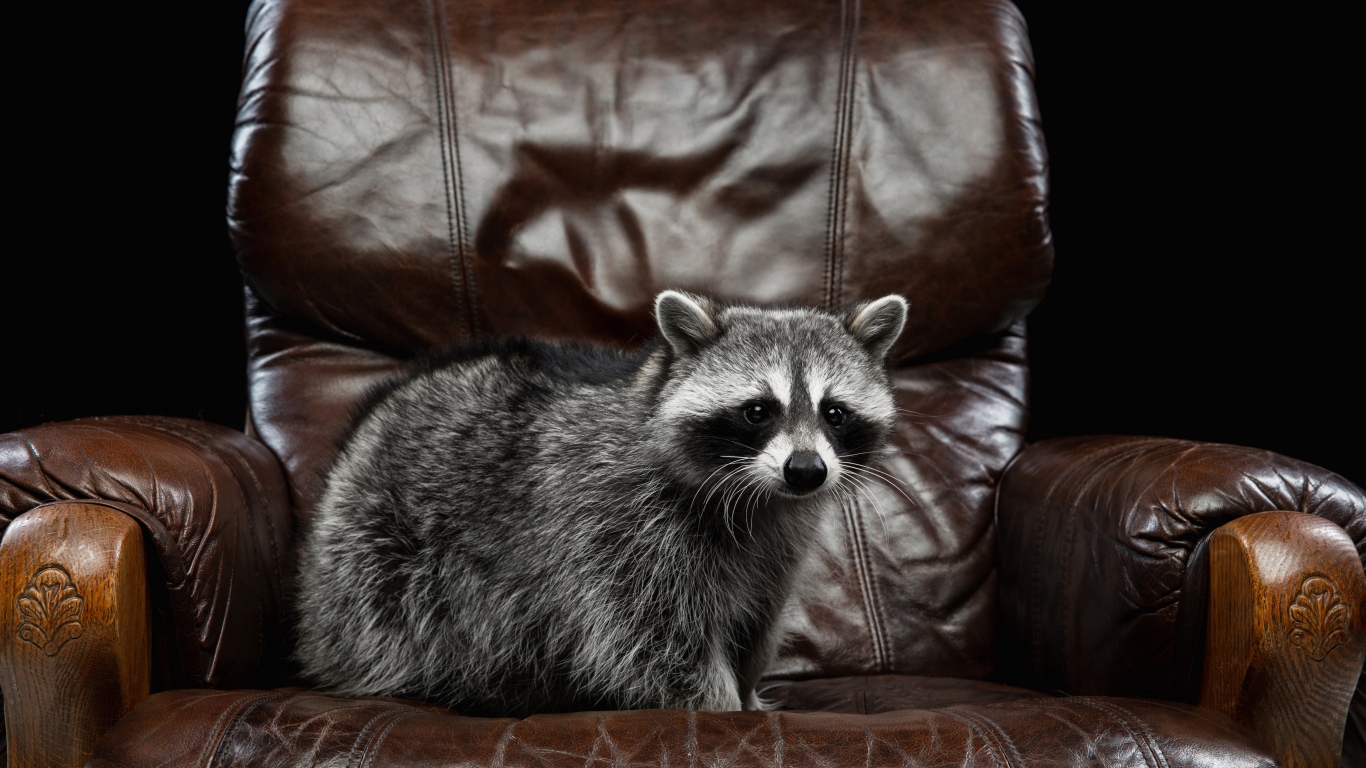 Большой серый енот на кожаном кресле