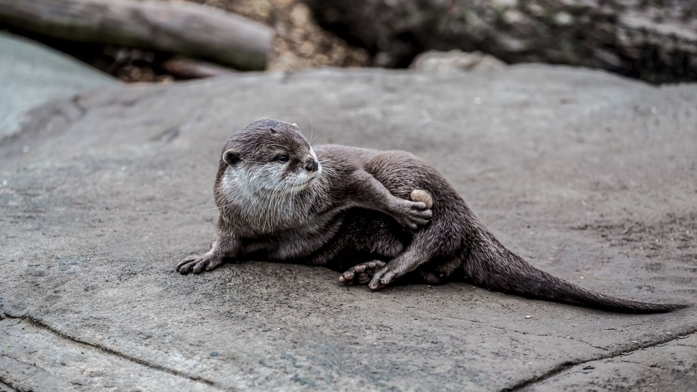 Милая выдра отдыхает на камне