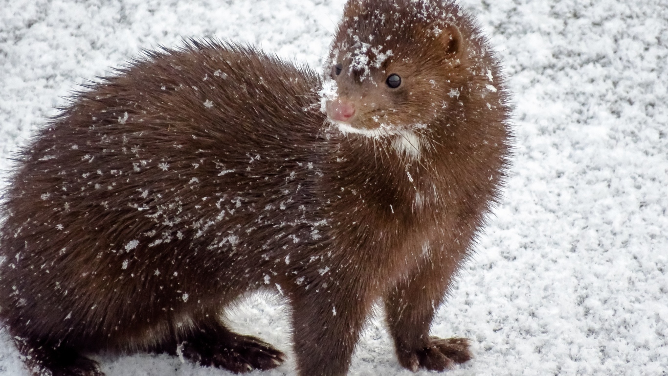 Пушистая норка в снегу зимой