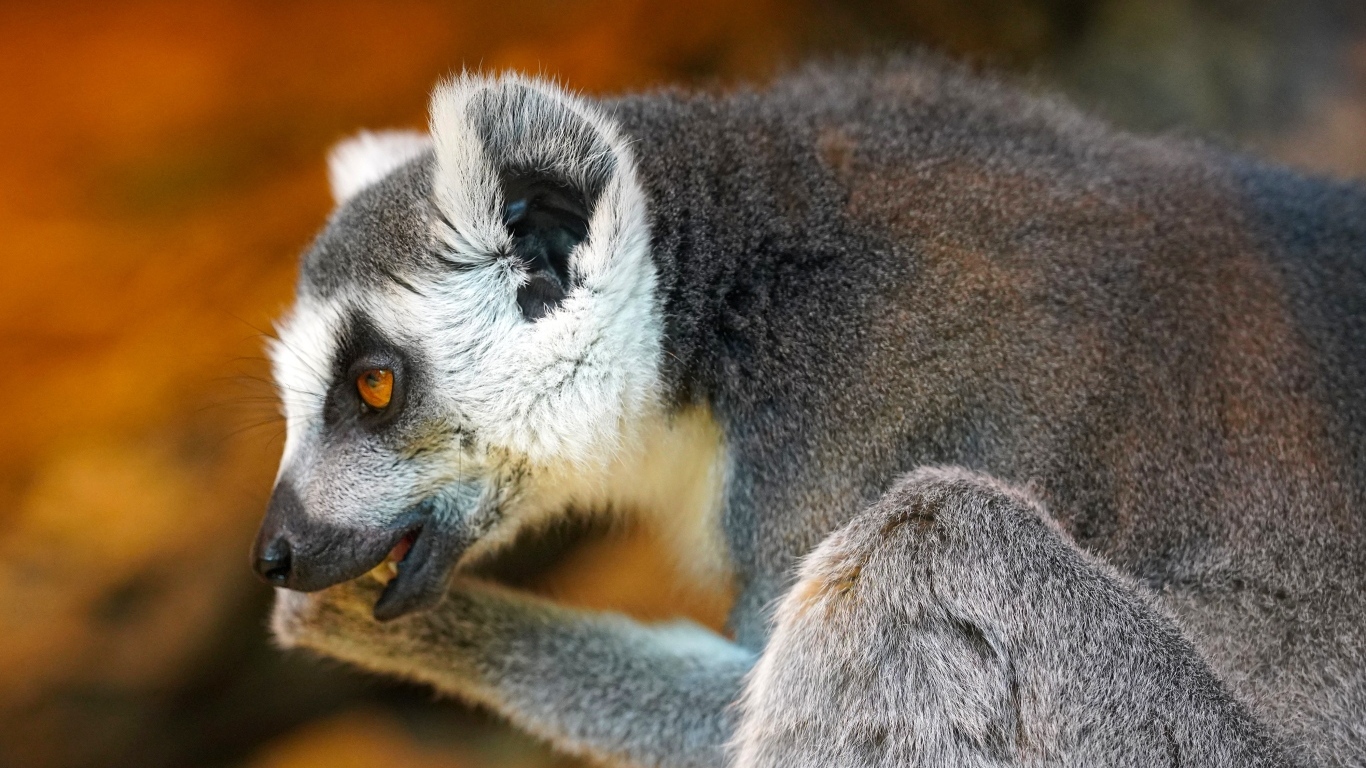 Лемур с открытым ртом крупным планом