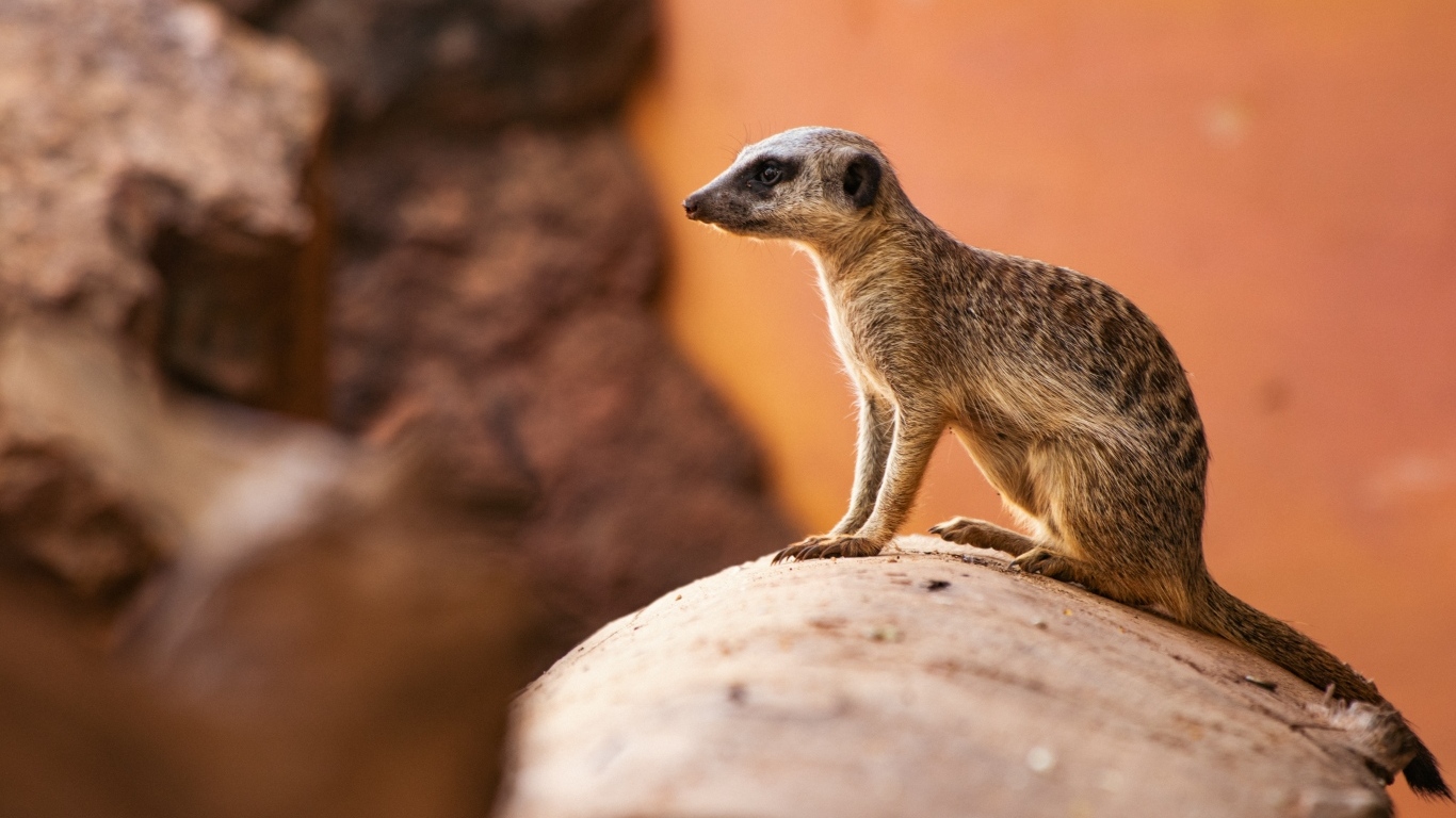 Маленький сурикат на камне крупным планом